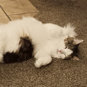 Fundraising Page: CARRIE RICE